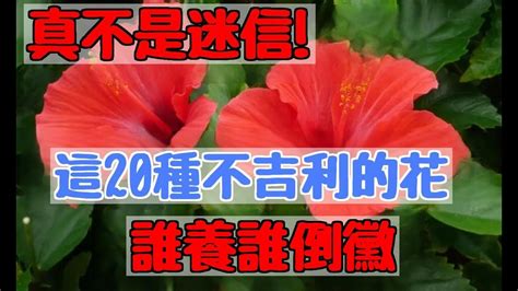 10種不吉利的花|10種不吉利的花，誰養誰倒黴，看看你們家有嗎！